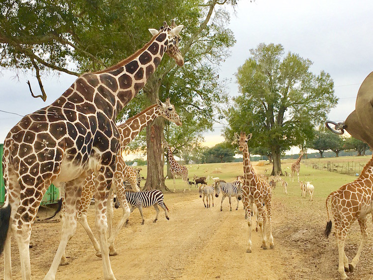 Learn through touch on a Safari adventure at the Global Wildlife Center in Folsom, Louisiana. Hand feed giraffe, bison, deer, elk and more.