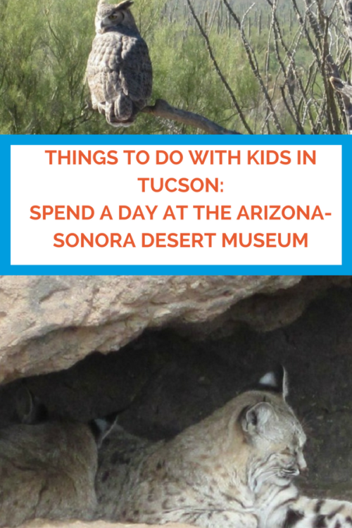 Best Things to Do With Kids in Tucson: Spend a Day at the Arizona-Sonora Desert Museum. Photo by Multidimensional SheBuysTravel, Kristi Mehes.