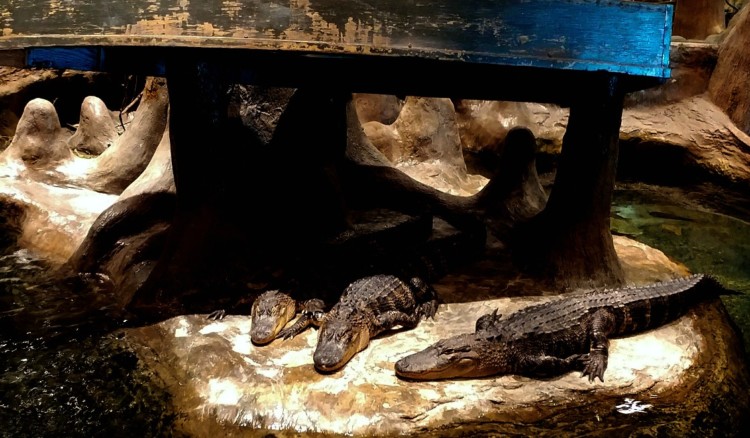 The live alligator exhibit at Bass Pro Shops offers hours of free family fun in Springfield MO.