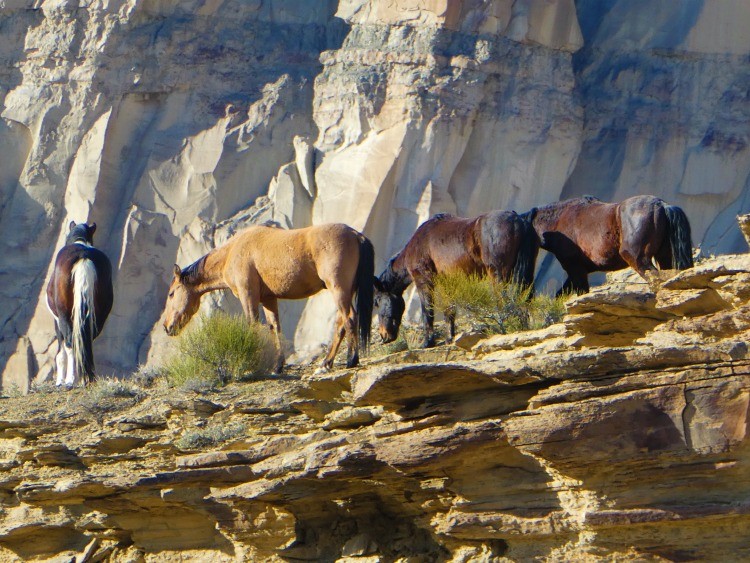 Colorado Little Bookcliffs Wild Horse Area is a fun free activity for families. Hiking trails are open year round.