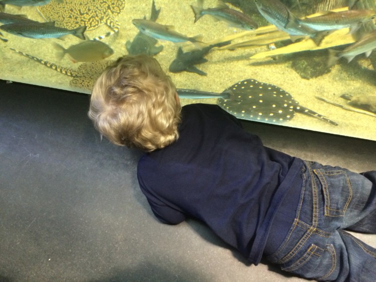A young boy watches fish through glass at Chicago's Shedd Aquarium