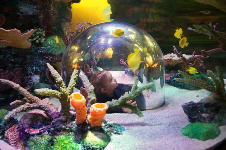 The Sea Life Aquarium in Kansas City is a great spot for a multi-generational trip.