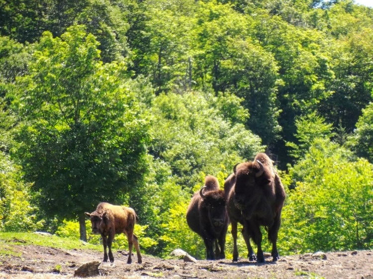 9 best things to do in Mont-Tremblant this summer include a horseback ride on the Bison Trail.