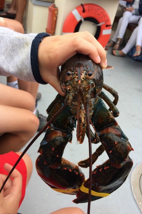 Make time for a Rugosa Lobster Tour for history and great coastal views during a family trip to Southern Maine.