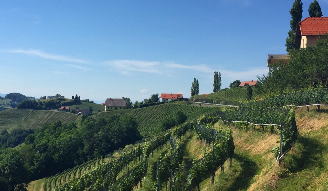 Exploring Styrian vineyards is among the things to do in Graz, Austria