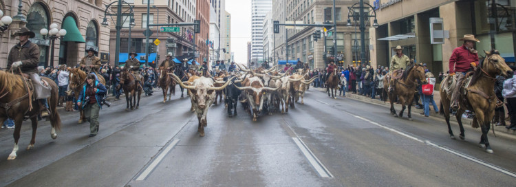 Free things to do in Denver in the winter includes lining up for the National Western Stock show Parade annually each January.