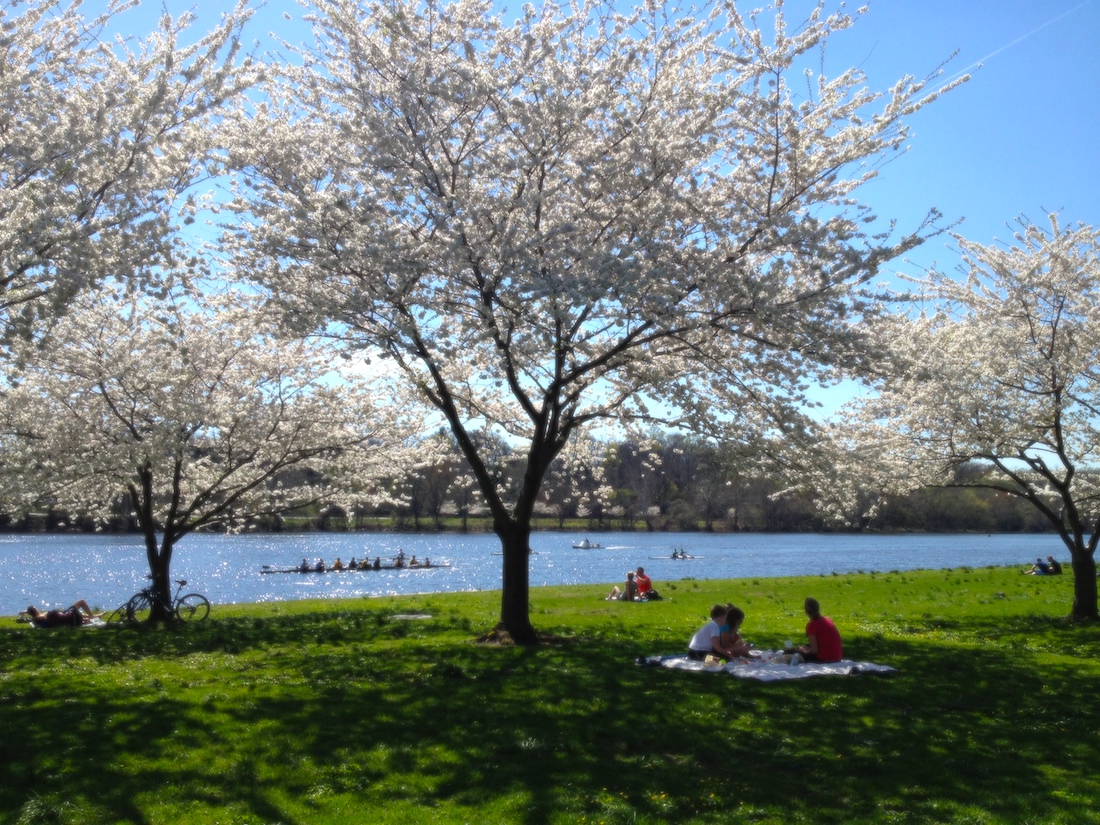 Cherry blossom trees in bloom in Philadelphia.