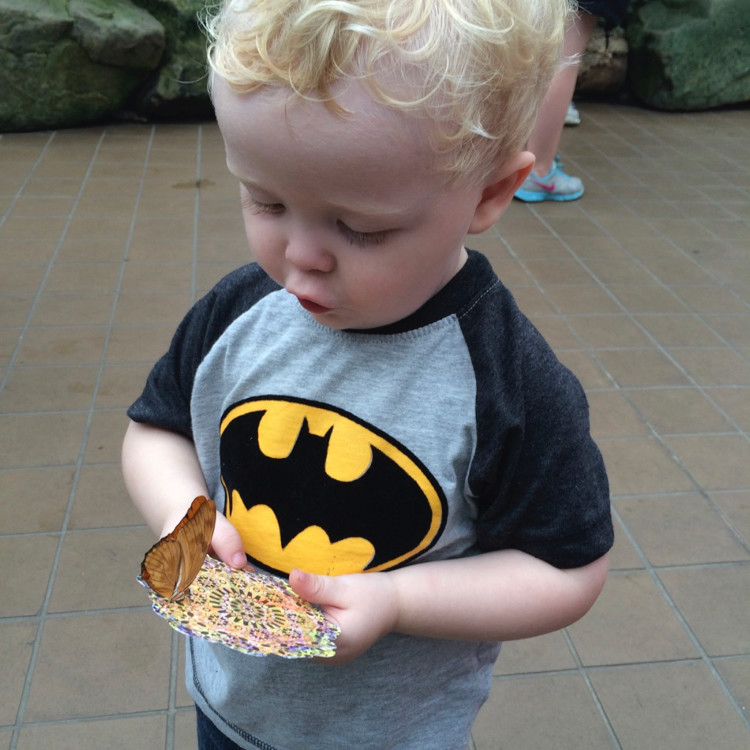 a boy admires a monarch butterfly at the Krohn Conservatory in Cincinnati, Ohio