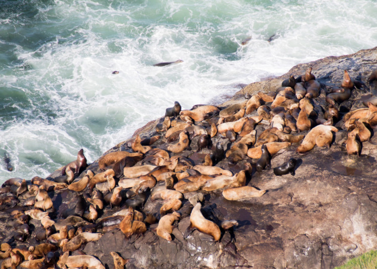 sea lions along the west coast in Oregon