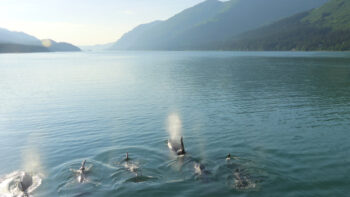 Seeing orca whales headed out to see with Uncruise Alaska.